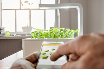 Hand of scientist holding modern smart remote to control growth plant with local lights, focus is...
