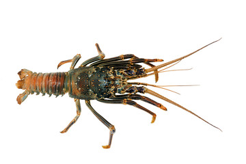 Slipper Lobster (Panulirus versicolor), isolated white background