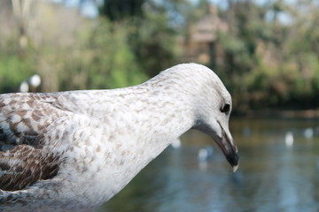 primo piano di un gabbiano