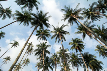 trees coconut on summer with blue sky with cloud background landscape