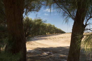 Obraz premium Tamarix aphylla, Sisitan and Baluchestan, Iran