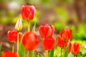 Fototapeta premium Beautiful, colorful tulips in spring at the garden. Red tulip flowers.