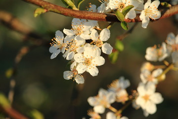 Baumblüte / Baumblüte im Frühling