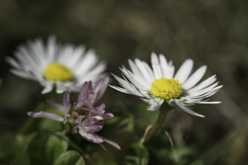 Fototapeta premium Gänseblümchen an einem Frühlingstag auf einer Wiese