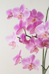 Naklejka na ściany i meble Pink orchid phalaenopsis on a light background. Flowering orchids.