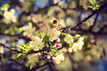 Primer plano de flores blancas de primavera con hojas verdes y un tono azulado por detrás 