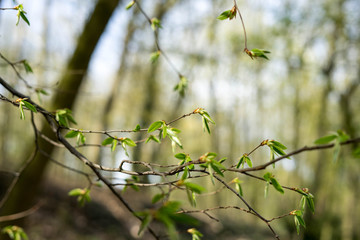 Spring in the park