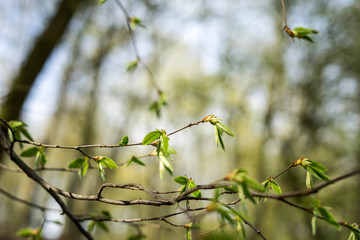 Spring in the park