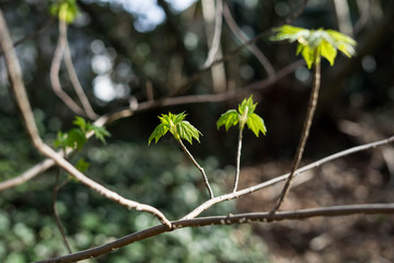 Spring in the park