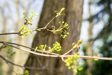 Spring in the park