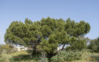 Obraz premium Mediterranean pine tree - Manoel island - Malta
