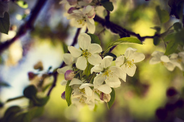 Primer plano de flores blancas de primavera con tonos verdosos en un parque
