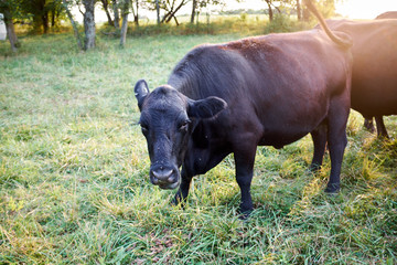 Curious beef cow standing in a pasture