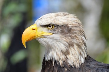 eagle