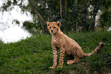 cheetah on the grass