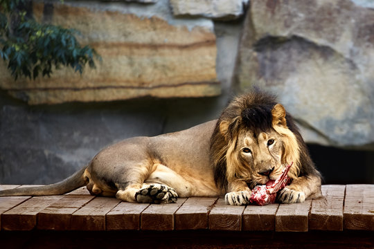 lion eats meat