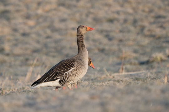 Two greylag geese where one is almost hidden behind the other