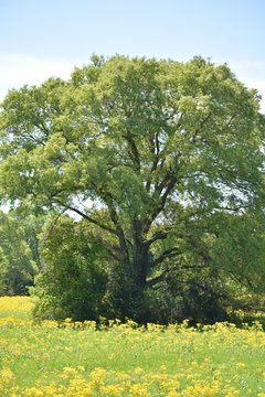 field full of yellow wild flowers