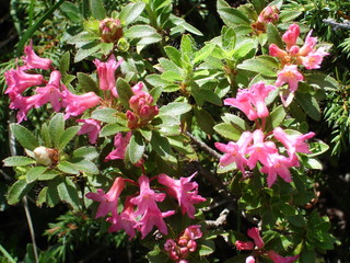 i fiori dell'alpeggio