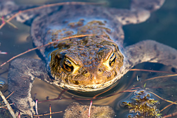 Ein Frosch schwimmt im Teich