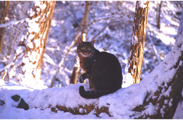 chat domestique dans la neige