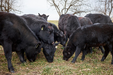 Herd of black beef cows and calves
