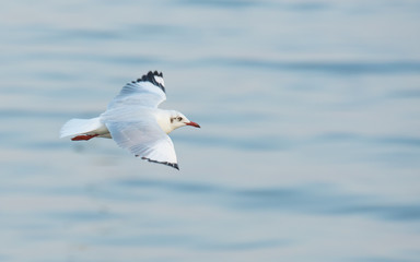 seagull in flight with ocean and blue sky background. Copy space on the right