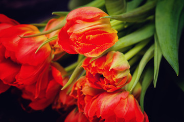 Red tulips on a black background 