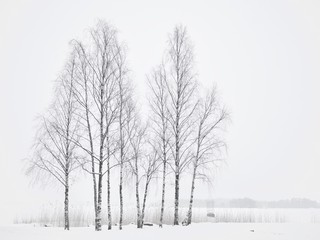 Fototapeta na wymiar Standing winter trees in the middle of whiteout, Espoo, Finland