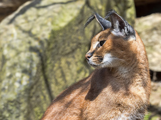 Portrait of Caracal, Caracal caracal