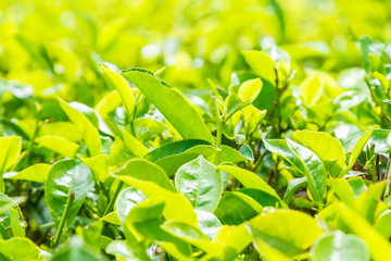 Leaf of tea on a tea plantation, Ceylon