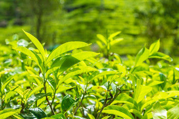 Leaf of tea on a tea plantation, Ceylon