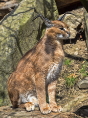 Caracal, Caracal caracal, is a very agile cat