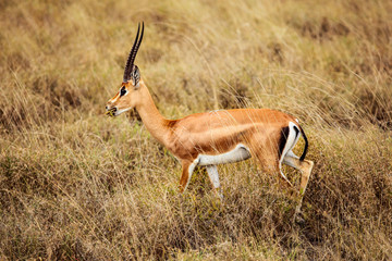 Grant's gazelle