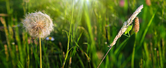Grasshopper in grass on meadow in summer fild.