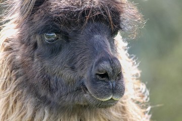 lama Kopf in der Nahaufnahme 