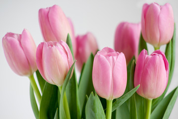 Group of pink tulips isolated on white background.