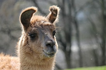 Portrait eines braunen Lamas