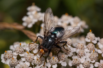 Housefly is sitting on a yarrow flowers. Animals in wildlife.