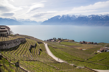 Les vignoble en terrasses de Lavaux, en Suisse, au bord du Lac L&eacute;man