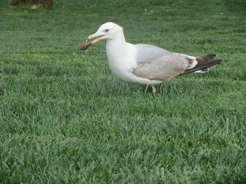 balck sea seagull