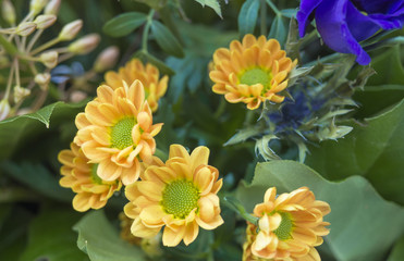 close up yelow Chrysanthemum, mums or chrysanths flower arrangement, floral background