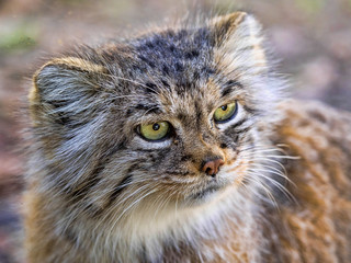 Naklejka na ściany i meble Pallas' cat, Otocolobus manul, a beautiful mountain cat