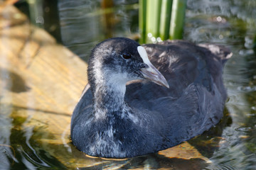 Common Coot (Fulica atra).
