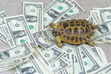 Naklejka premium the turtle creeps on the money.