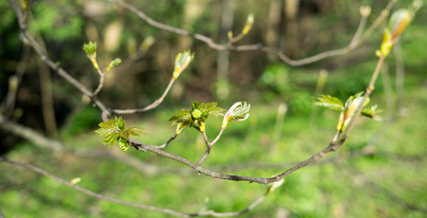 Spring in the park