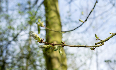 Spring in the park