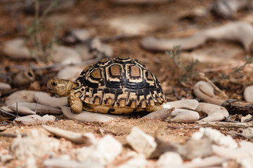 Leopard Tortoise Baby 