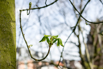 Spring in the park