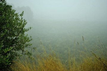 Obraz na płótnie Canvas campo olivos, telaraña, araña